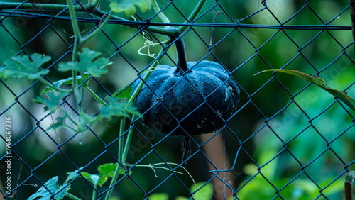 Young green pumpkin fruit growing on a fence.