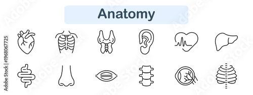 Anatomy set icon. Heart organ, rib cage, thyroid gland, ear, pulse heart, liver, intestines, nose, lips, spine, eye retina, chest bones. Human body structure medical visuals.