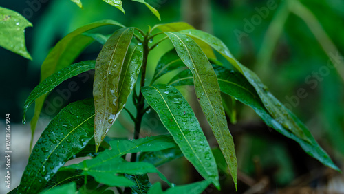 A wet young mango plant growing in the garden.