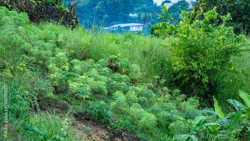 A tapioca garden on a tropical grassy hillside.