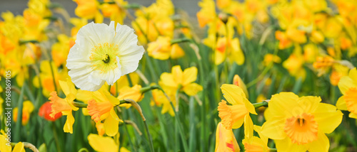 Pavot d'Islande (papaver nudicaule) blanc dans un massif de narcisse jaune, effet vintage, format bannière