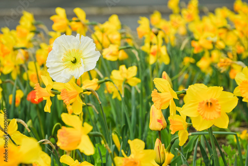 Pavot d'Islande (papaver nudicaule) blanc dans un massif de narcisse jaune, effet vintage
