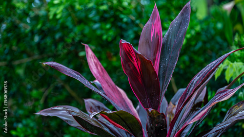 Vibrant tropical purple flower in the garden.