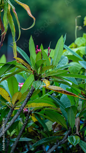 Vibrant frangipani flowers and green leaves after a light rain shower.