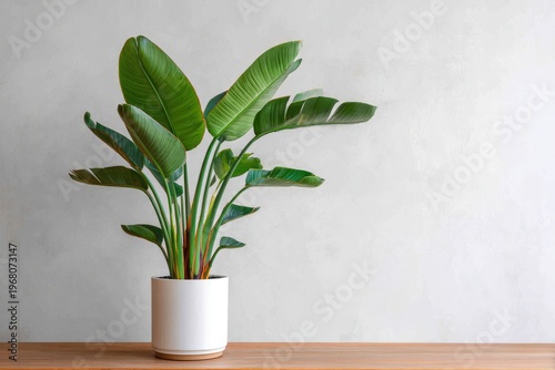 Large, healthy bird of paradise plant in a modern white pot on wood surface