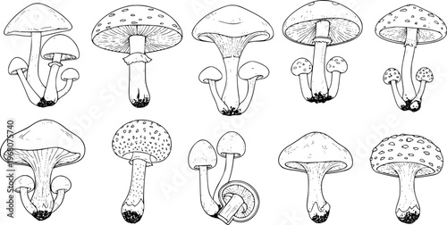 Collection of Hand Drawn Black and White Mushroom White Background fungi nature