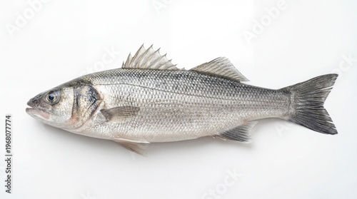A detailed side view of a striped bass showing its characteristic dark horizontal lateral lines