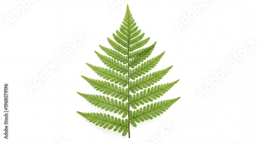 A vibrant green fern leaf featuring intricate pinnate structures and delicate pointed leaflets