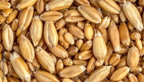 Close-up of tan wheat kernels, densely packed together