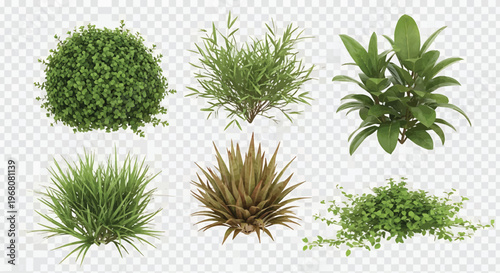 Green Plants Isolated on Transparent Background