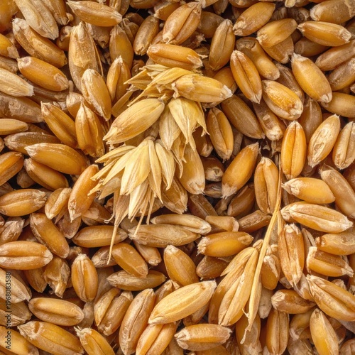 Heap of golden wheat grains with a few stalks