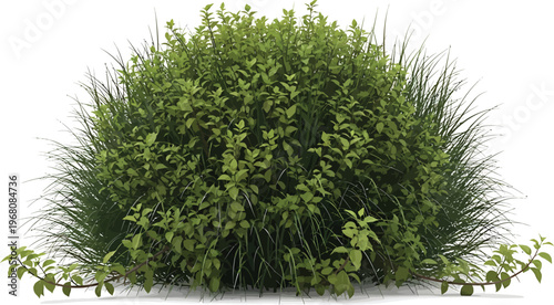Green Bush Isolated on White Background