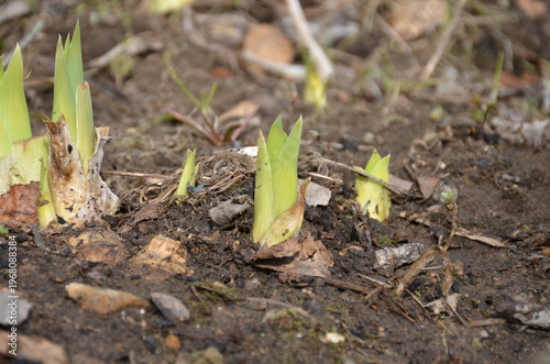 Tableau sur toile Young green shoots of iris flowers emerge from the soil in a sunny spring garden