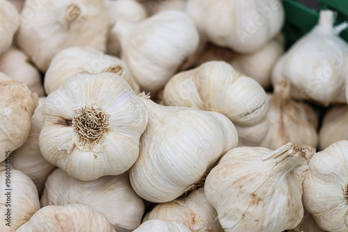 Pile of Fresh Garlic Bulbs – Organic Vegetables, Natural Ingredients, Culinary Cooking Essentials