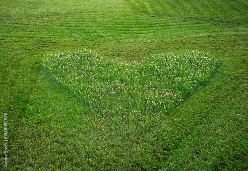 Green grass field mowed in heart shape. Garden lawn background with heart-shaped area. Love symbol textured surface. 