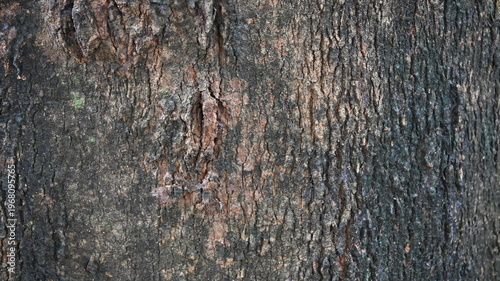 tree wood texture