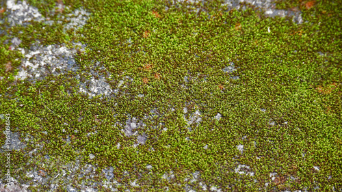 green moss on the wall