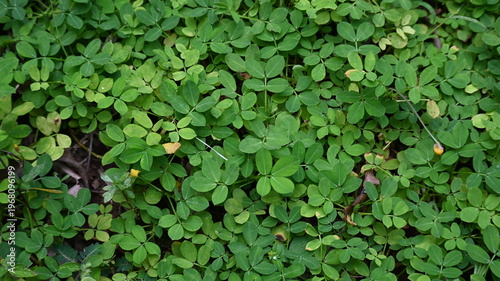 green leaves background