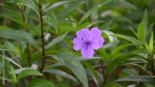 close up of purple flowers