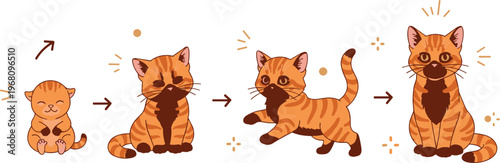 Cute cat growth stages illustration with kitten to adult development lifecycle sequence cartoon pet and animal illustration set