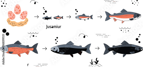 Salmon lifecycle illustration with eggs fry juvenile adult fish stages aquatic wildlife and river ecosystem development sequence icons set