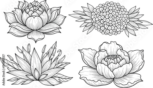 Hand-Drawn Floral Illustration Set with Peony, Lotus, and Succulent Flowers for Botanical and Nature Art Designs
