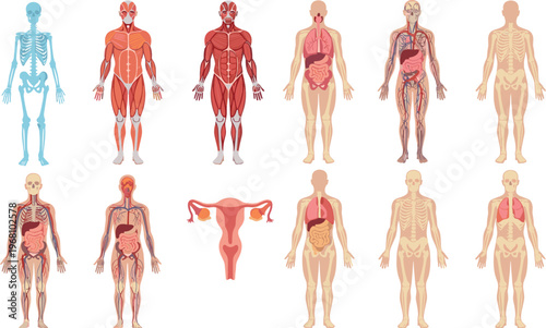 Hand-Drawn Human Body Anatomy Illustration Set with Skeletal, Muscular, and Internal Organs for Medical and Educational Design Concepts