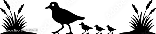 Bird family vector silhouette walking with chicks through grass, mother bird protects young ones, nature scene.