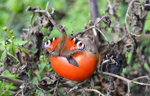 Late Blight Disease on Tomato with Butterfly