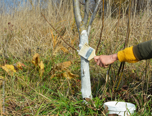 Whitewashing Tree Trunk by Gardener Hand for Protection