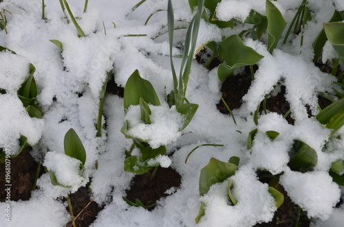 Tulips under the snow. Young, elongated, wide green tulip leaves grow on the ground. The ground around is covered with recently fallen white, clean snow. The snow lies in a thick layer on the ground.