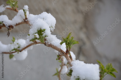 Branches of a bush under snow. Spring, branches of gooseberry with young green leaves that have recently blossomed. Straight branches are covered with large flakes of suddenly fallen white snow.