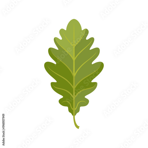 Green oak leaf isolated on white background.  Vector cartoon flat illustration. Simple botanical icon