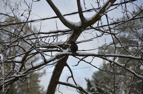 Tree branches under snow. Spring, still bare tree branches without leaves. Curved branches covered with suddenly fallen white snow. Large flakes of snow lie on the eyelids and trunk of the tree.
