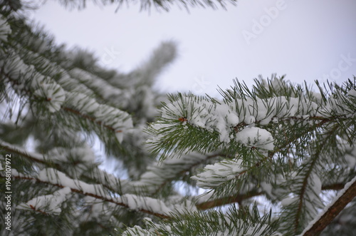 Needles of a fir tree. A tree branch with short green straight needles is covered with recently fallen white spring snow. Large flakes of snow lie on the branch. Needles grow in different directions.