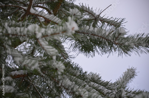 Needles of a fir tree. A tree branch with short green straight needles is covered with recently fallen white spring snow. Large flakes of snow lie on the branch. Needles grow in different directions.