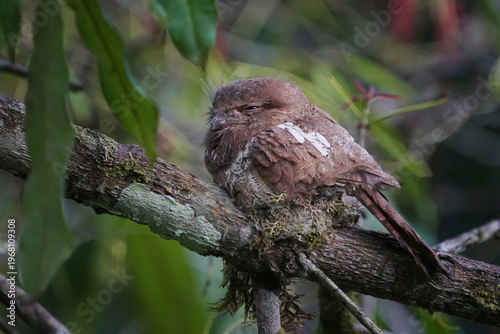 Large-tailed Nightjar (Family Caprimulgidae) on branch bird watching in natural habitats in the forest.