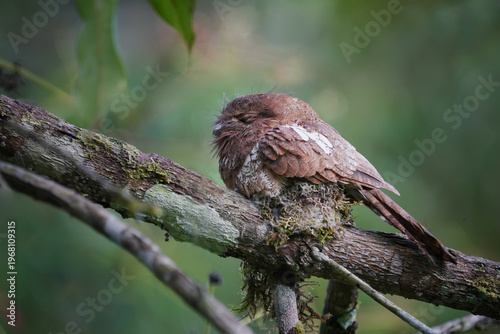 Large-tailed Nightjar (Family Caprimulgidae) on branch bird watching in natural habitats in the forest.