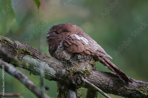 Large-tailed Nightjar (Family Caprimulgidae) on branch bird watching in natural habitats in the forest.