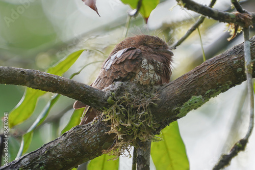 Large-tailed Nightjar (Family Caprimulgidae) on branch bird watching in natural habitats in the forest.