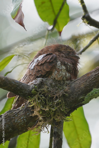 Large-tailed Nightjar (Family Caprimulgidae) on branch bird watching in natural habitats in the forest.