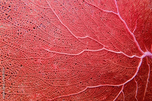 Organic texture of Red Sea Fan or Gorgonia coral (Annella mollis). Abstract background