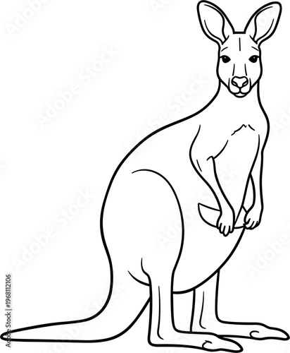 Kangaroo standing on its hind legs.