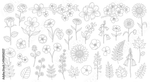 Collection of various wildflower line drawings.