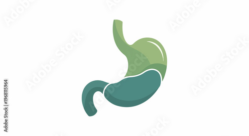 Stylized, flat illustration of a human stomach with distinct upper and lower sections