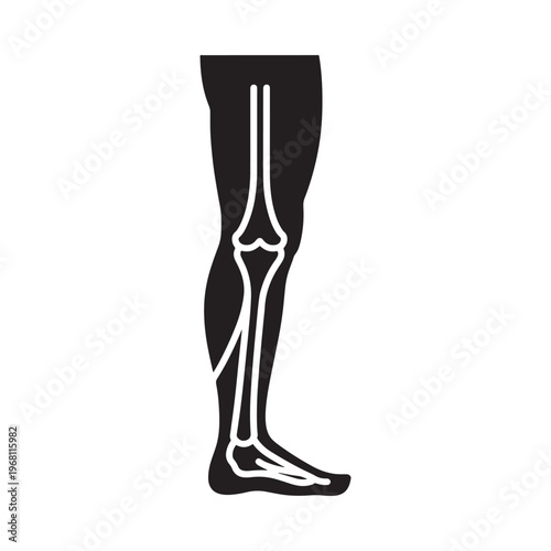 Stylized illustration of a human leg featuring skeletal details and muscle contours