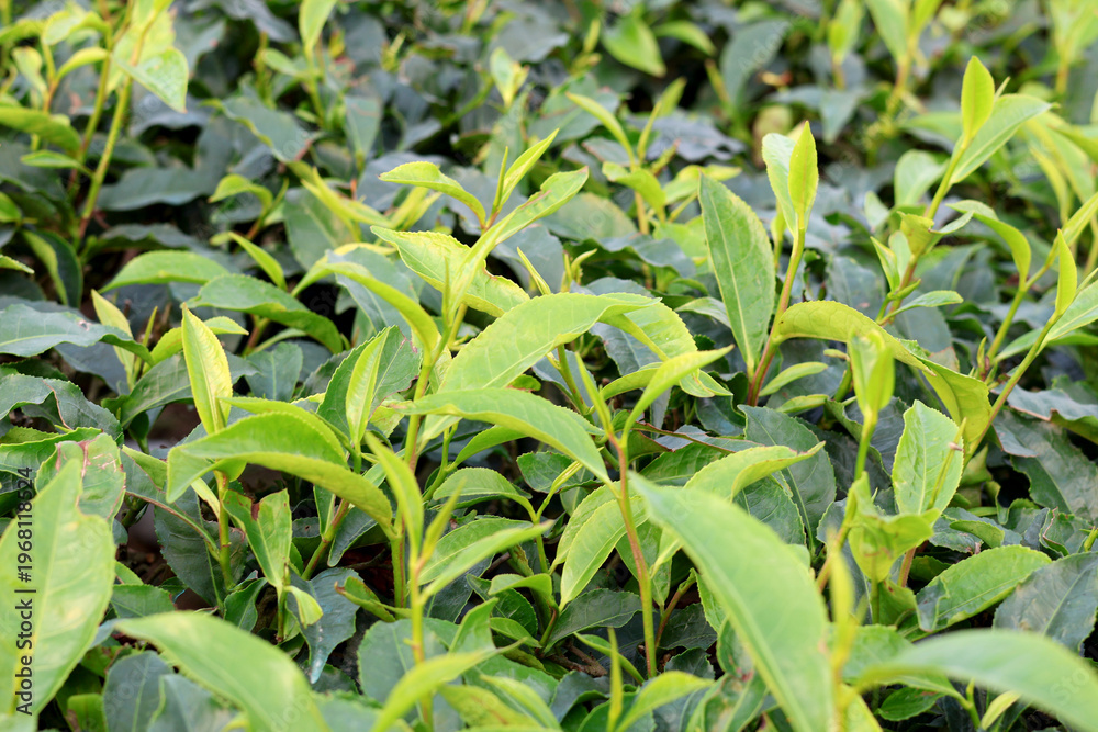 Fototapeta premium Fresh Green Tea Leaves Growing in Garden Natural