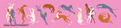 Sighthound, greyhound and whippet, canine animal breeds. Cute slender elegant graceful thin dogs in movement, dynamic poses. Puppy pets running, sleeping, playing. Isolated flat vector illustrations