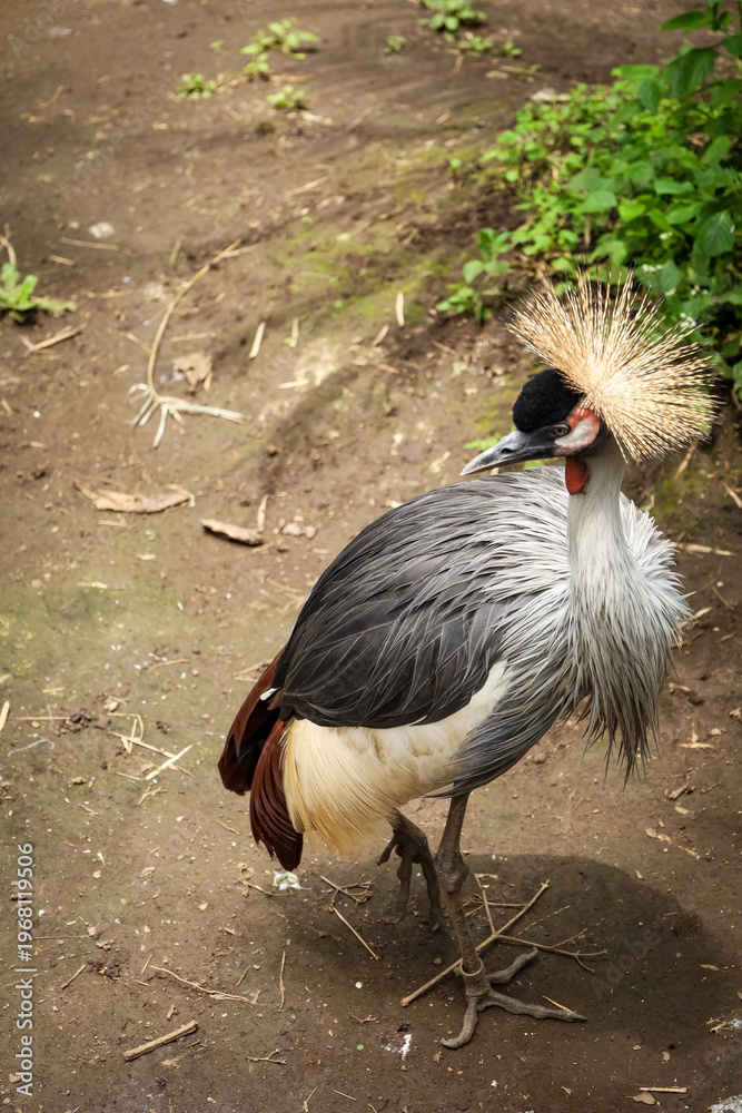 Fototapeta premium Natural Side View Grey Crowned Crane Bird in Zoo Setting