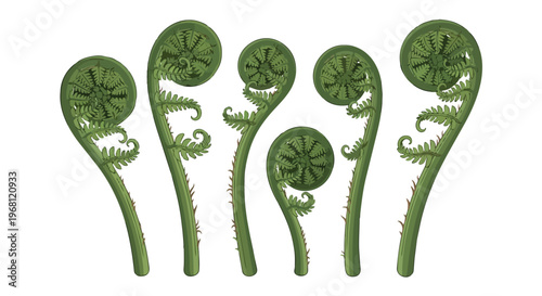 Vibrant green botanical artwork showcasing exquisite delicate unfurling fern fronds displaying nature's graceful spiral patterns and fresh new